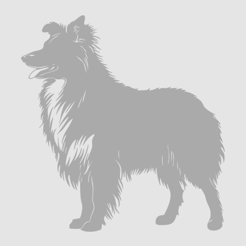 Bürohund Anton