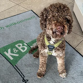 Bürohund Anton